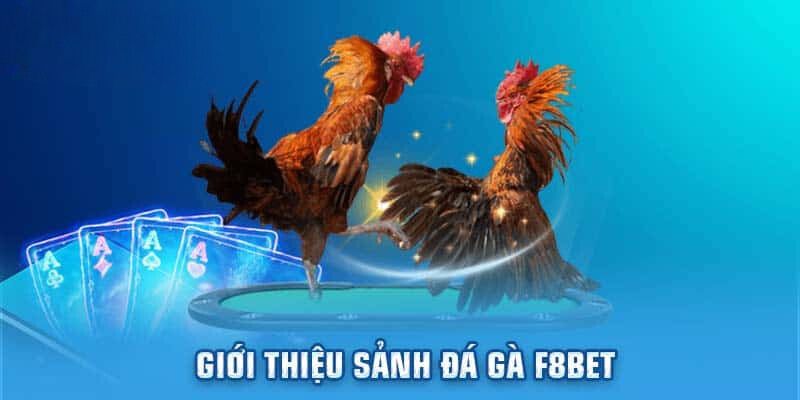 Đá gà nhà cái F8BET có vô vàn trận đấu mỗi ngày